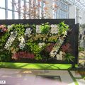 平日の夢舞台植物館の「らん展」見学！