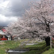 川桜