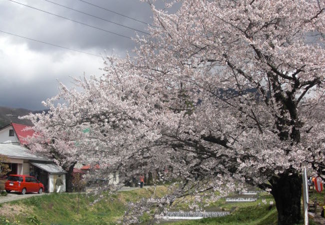 川桜