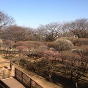 梅と桜の季節はお花見で