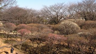 梅と桜の季節はお花見で