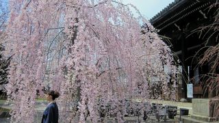 桜の名所立本寺　島左近のお墓もあります