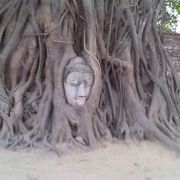 樹木に包まれた仏頭がある神聖な遺跡