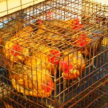 己の運命を悟っているのか、じっと動かない鶏。