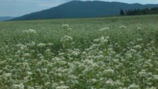 お蕎麦の花畑が見れました