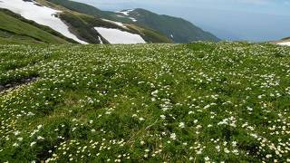 初夏、お花畑満開