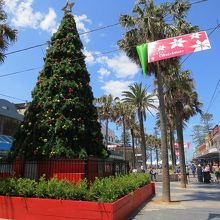 クリスマスツリーも飾られていました。