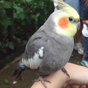 放し飼いの鳥と触れ合えます。人懐っこいのが身体に止まりに来るかも。