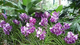 のんびりと熱帯雨林を楽しみたい人 この指と～まれ｡ 先進国並の設備で安心､安心｡