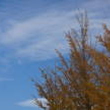 駅前ロータリーの黄葉