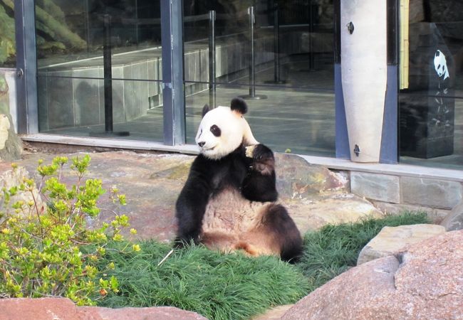 アデレード動物園 クチコミ アクセス 営業時間 アデレード フォートラベル