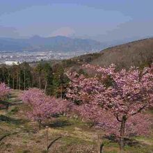 桜と富士のコラボ