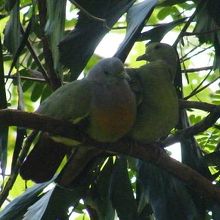 木陰の「コアオバト」という鳩