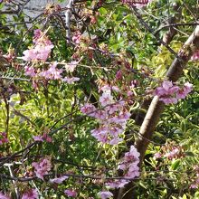 宿から見た河津桜