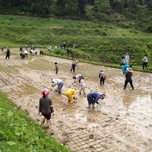 田植え体験など、周辺で体験プログラム有り。