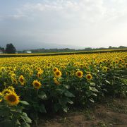 夏のニセコでひまわり畑