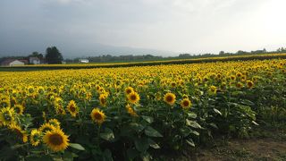 夏のニセコでひまわり畑