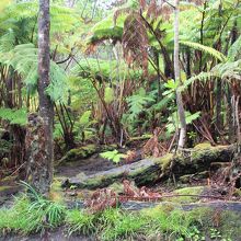 トンネルの外は熱帯雨林