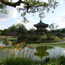 湖畔にキスゲが咲いていました。