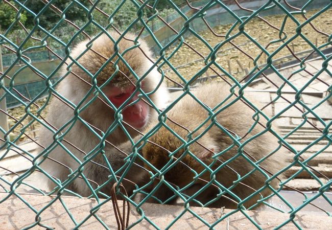 鬼怒川温泉ロープウェイおさるの山