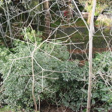 谷底に木が生えています