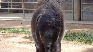 象さんって笑うんです。