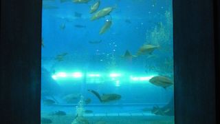 水槽前の席がオススメ