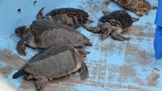 ウミガメがいっぱい