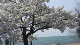 湖畔の桜の園