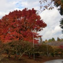 園内の真っ赤なもみじ