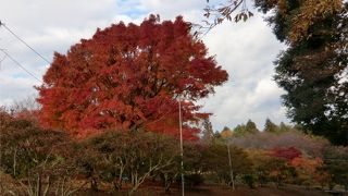 誰もいない秋のつつじ公園