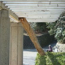 藤棚(咲く頃お見事)。遠方スケッチ楽しむ方