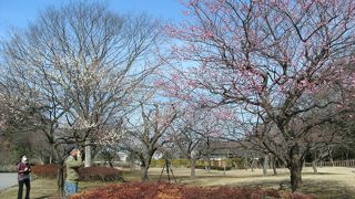 四季折々、いつでも・・フジの季節がおすすめ