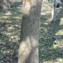 タイワンリス、右下に写ってる
