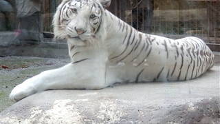 東武動物公園