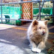 ヤギと犬と触れ合える温泉♪