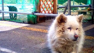 ヤギと犬と触れ合える温泉♪