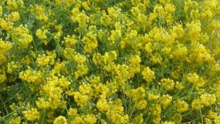 季節ごとに来ても楽しめます。