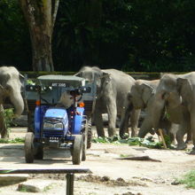 お昼頃に行けば象の食事風景などが見れます
