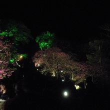 夜桜満開