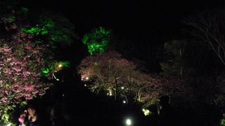 綺麗な桜が満開