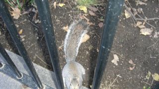 ニューヨークのど真ん中とは思えない