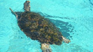 ウミガメの赤ちゃん