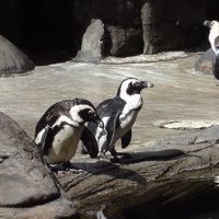 ホテルの敷地内にペンギン