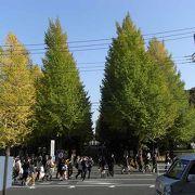 慶応大学日吉キャンパス前。並木がきれいです。