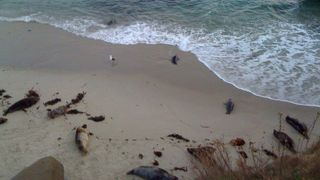 アザラシが見れます。