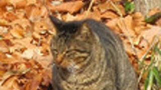 ネコだらけで、楽しい！