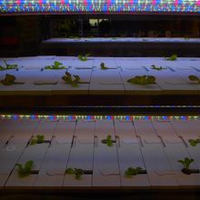 謎の葉物野菜栽培マシーン。まだあんまり育ってないね。