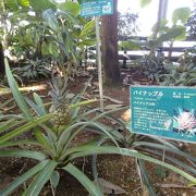 熱帯植物