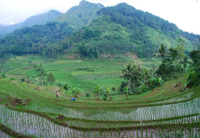 棚田の景色に癒される。スンビン山の麓に佇む８世紀のヒンズー寺院